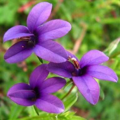 Monopsis unidentata Seeds + FREE SEEDS - Sow Autumn - Indigenous South African Annual