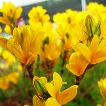 Monopsis lutea Seeds - Sow Autumn - Indigenous - Grow your own Flowers from Seed