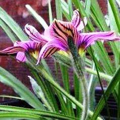 5 Romulea tetragona var flavandra Seeds - Sow Autumn - Indigenous South African Bulb Seeds