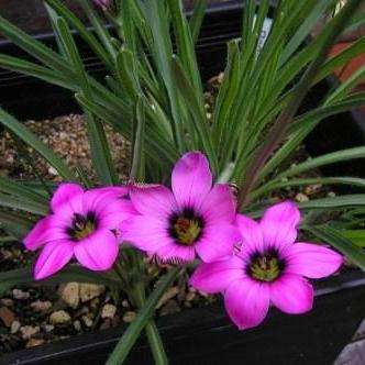 Romulea tetragona var flavandra Seeds - Sow Autumn - Indigenous South African Bulbs Seeds To Buy