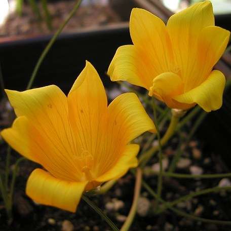 Romulea tortuosa ssp tortuosa Seeds - Sow Autumn - Indigenous South African Bulb Seeds