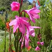 10 Watsonia borbonica Seeds - Sow Autumn - Indigenous Bulbs Seeds