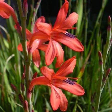 10 Watsonia coccinea Seeds - Sow Autumn - Indigenous Bulbs Seeds