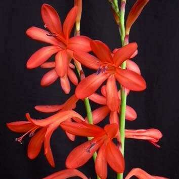 Watsonia coccinea Seeds - Sow Autumn - Indigenous South African Bulb Seeds