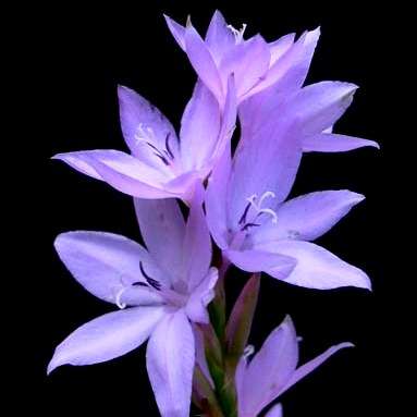 10 Watsonia marginata Seeds - Sow Autumn - Indigenous Bulbs Seeds