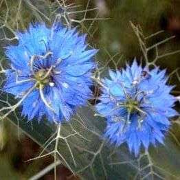 Love-in-a-Mist Seeds - Nigella damascena Seeds - Annual