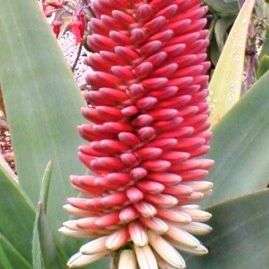 Aloe speciosa Seeds - Tilt-head Aloe, Spaansaalwyn, Slaphoringaalwyn - Indigenous Succulents