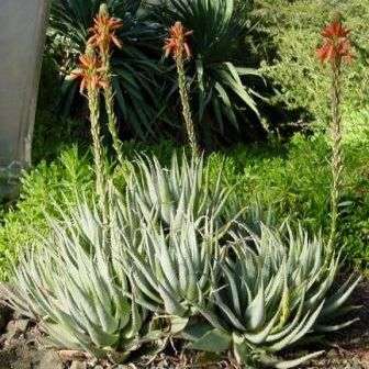 10 Aloe glauca Seeds  Blouaalwyn - Blue Aloe - Indigenous Succulents