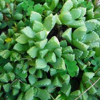 Stomatium species Seeds - Huge Succulent Seed & Plant Range - Indigenous to South African