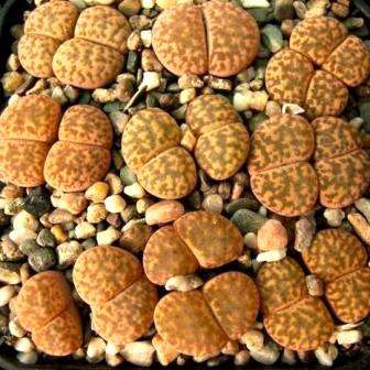 Lithops bromfieldii var glaudinae Seeds - Stoneplants - Succulents Indigenous to South Africa