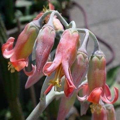 10 Cotyledon barbeyi Seeds - Indigenous Succulents