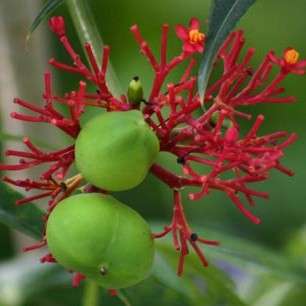 10 Jatropha multifida Seeds ~ Succulents
