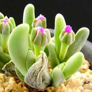 10 Gibbaeum shandii Seeds - Indigenous Succulents