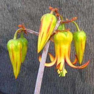Cotyledon velutina Seeds - Indigenous Succulents