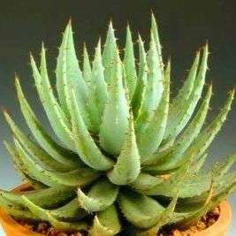 Aloe peglerae Seeds - Indigenous Succulents