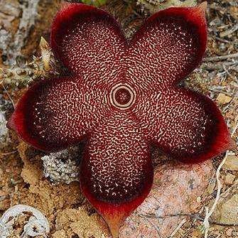 2 Edithcolea grandis Seeds - Succulent - RARE Stapeliad - Flat Ship Rate