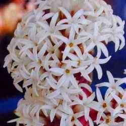 Crassula alpestris ssp alpestris Seeds - Succulents