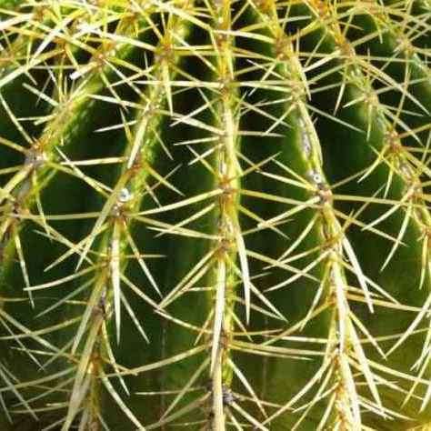 Mother-in-Law's Cushion (Echinocactus grusonii) Cactus Seeds - Succulents