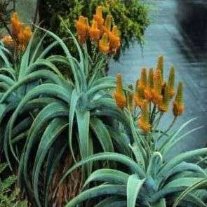 Aloe thraskii Seeds aka Dune Aloe or Strand Tree Aloe - Indigenous Succulents