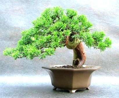 100 Chinese Juniper - Juniperus chinensis Bonsai Seeds - Bulk