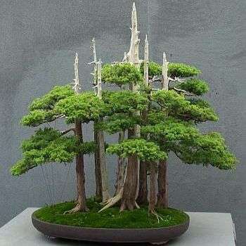 10 Chinese Juniper - Juniperus chinensis Bonsai Seeds