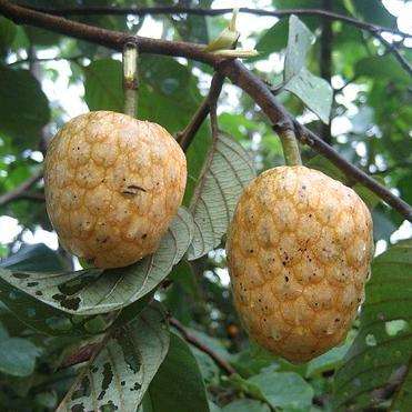 5 African Custard-apple Tree Seeds, Annona senegalensis Seeds - Edible Fruits