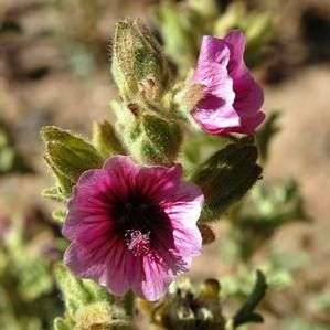 Anisodontea anomala Seeds - Indigenous Evergreen Shrub