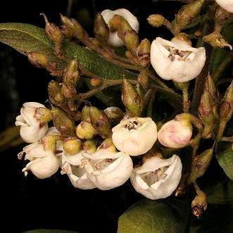 10 Bowkeria cymosa Tree Seeds - Indigenous