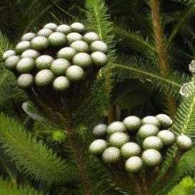 10 Brunia albiflora, Coffee-Scented Brunia Shrub Seeds - Indigenous