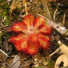 Drosera natalensis Seeds - Natal Sundew - Indigenous Carnivorous Plant Seeds