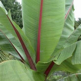 Wild Banana Seeds - Ensete ventricosum - Indigenous Tree