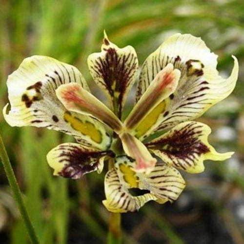 15 Moraea lurida Seeds - Indigenous Bulb Seeds