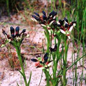 20 Disa atricapilla Seeds - Black Haired Orchid - Indigenous Orchid Seeds - Inheemse Orgidee Sade