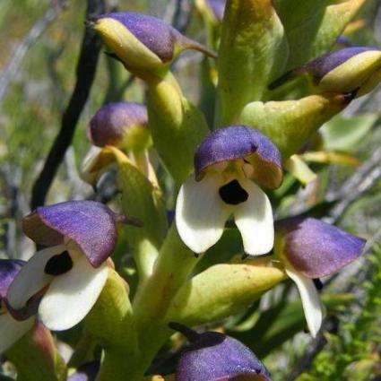 20 Disa cornuta Seeds - Indigenous Orchid Seeds