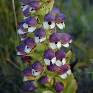 Disa cornuta Seeds - Indigenous South African Orchid Seeds + FREE SEEDS WITH ALL ORDERS
