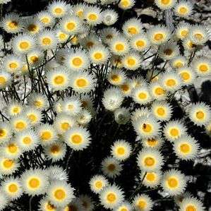 Edmondia sesamoides Seeds - Everlasting - Indigenous Perennial Seeds