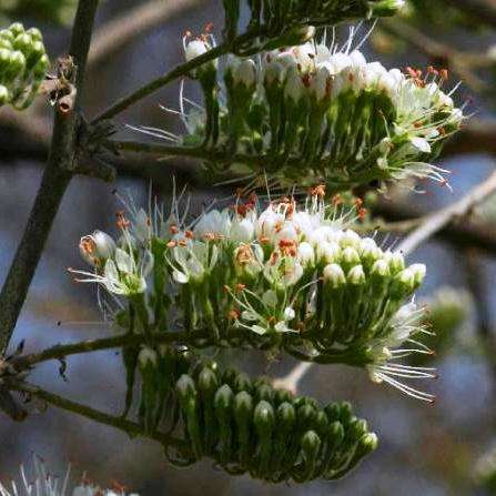 10 Combretum mossambicense, Knobbly Combretum Tree Seeds for Sale in South Africa