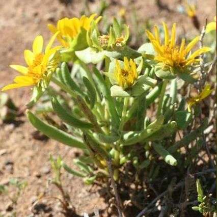 Didelta spinosa Seeds - Indigenous Perennial
