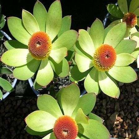 Leucadendron laureolum Seeds - Protea Family - Indigenous Shrub