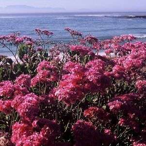 10 Limonium perigrinum Seeds - Indigenous Shrub Seeds