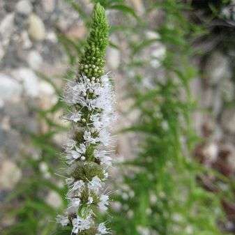 Wild Mint Seeds ~ Mentha longifolia Seeds ~ Medicinal and Culinary Herbs
