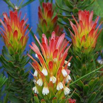 Mimetes cucullatus Seeds - Red Pagoda; Rooistompie Indigenous Shrub Seeds