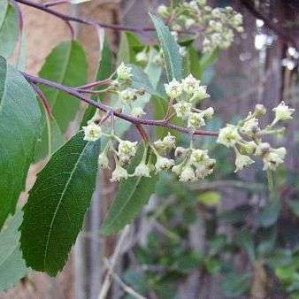 10 Noltea africana Seeds, Soap Dogwood - Indigenous South African Native Evergreen Tree