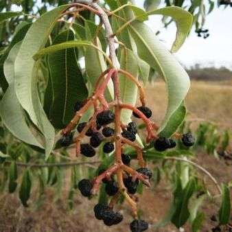 5 Ozoroa engleri Seeds - Drooping Resin-tree - Indigenous Tree Seeds from Africa - Shrub