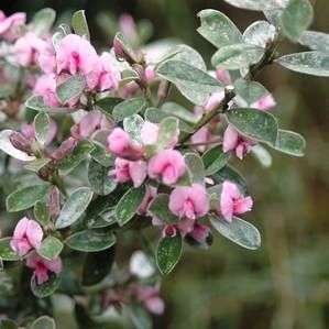 10 Podalyria sericea Seeds - Silver Sweet Pea Bush - Indigenous Shrub Seeds