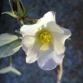 Sida alba Seeds - Indigenous Annual or Perennial