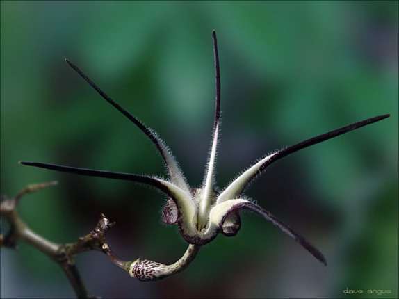 5 Ceropegia stapeliiformis Seeds - RARE Succulent Plant Seeds - Indigenous to South Africa