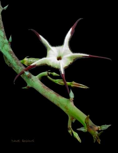 5 Ceropegia stapeliiformis Seeds - RARE Succulent Plant Seeds - Indigenous to South Africa