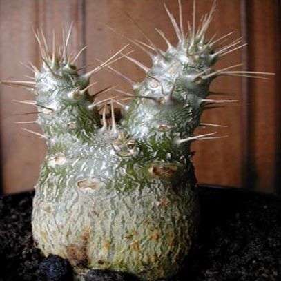 5 Pachypodium horombense Seeds - Rare Caudiciform Succulent - Bonsai - Combined Global Shipping