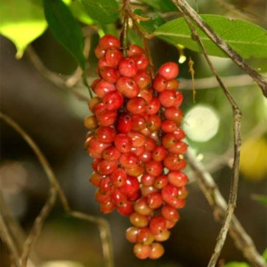 Antidesma venosum Seeds - Tassle Berry Tree - Indigenous Edible Fruit